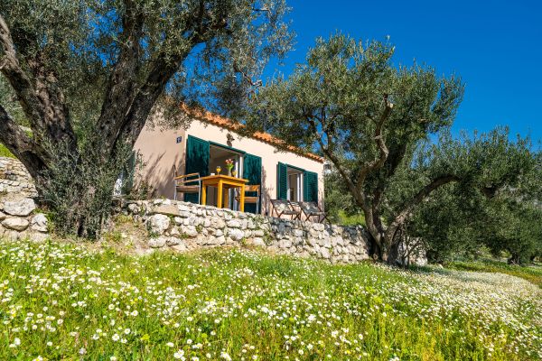 A cottage among olive trees